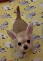 Apple, a female Chihuahua for sale in Conroe, TX – Photo 1 of 7