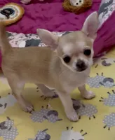 Apple, a female Chihuahua for sale in Conroe, TX – Photo 4 of 7