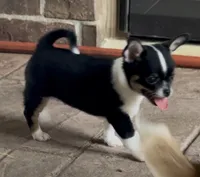 Bono, a male Chihuahua for sale in Conroe, TX – 4 of 6
