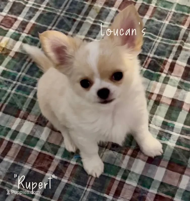 Rupert – Chihuahua puppy for sale in Conroe, TX