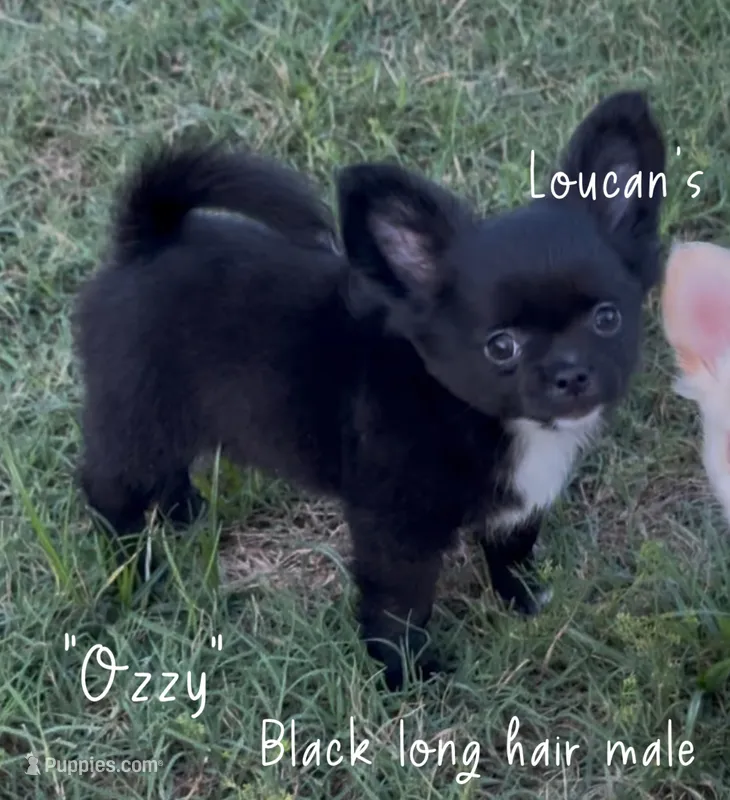 Ozzy – Chihuahua puppy for sale in Conroe, TX