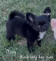 Ozzy, a male Chihuahua for sale in Conroe, TX – 1 of 6