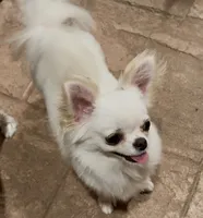 Luz, a female Chihuahua for sale in Conroe, TX – 5 of 7