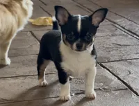 Bono, a male Chihuahua for sale in Conroe, TX – 6 of 6