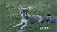 Balboa, a male Chihuahua for sale in Conroe, TX – 4 of 10
