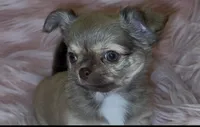 Bella, a female Chihuahua for sale in Conroe, TX – Photo 3 of 3