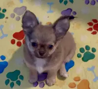 Bella, a female Chihuahua for sale in Conroe, TX – Photo 1 of 3