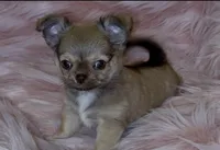 Bella, a female Chihuahua for sale in Conroe, TX – Photo 2 of 3