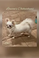 Luz, a female Chihuahua for sale in Conroe, TX – 5 of 5