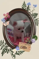 Tiny Chloe , a female Chihuahua for sale in Conroe, TX – Photo 3 of 5