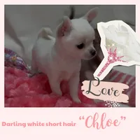 Tiny Chloe , a female Chihuahua for sale in Conroe, TX – Photo 2 of 5