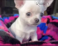 Tiny Chloe , a female Chihuahua for sale in Conroe, TX – Photo 4 of 5