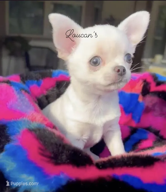 Tiny Chloe  – Chihuahua puppy for sale in Conroe, TX