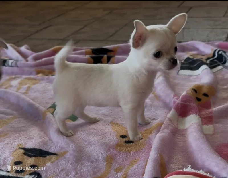Tiny Chloe  – Chihuahua puppy for sale in Conroe, TX