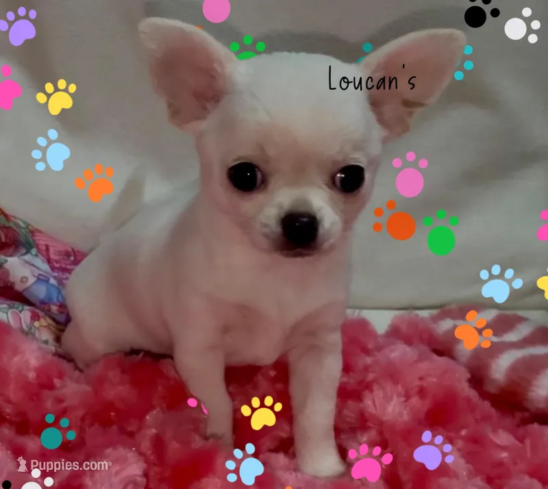 Tiny Chloe  – Chihuahua puppy for sale in Conroe, TX