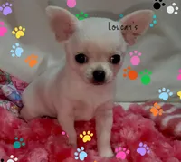 Tiny Chloe , a female Chihuahua for sale in Conroe, TX – Photo 1 of 5