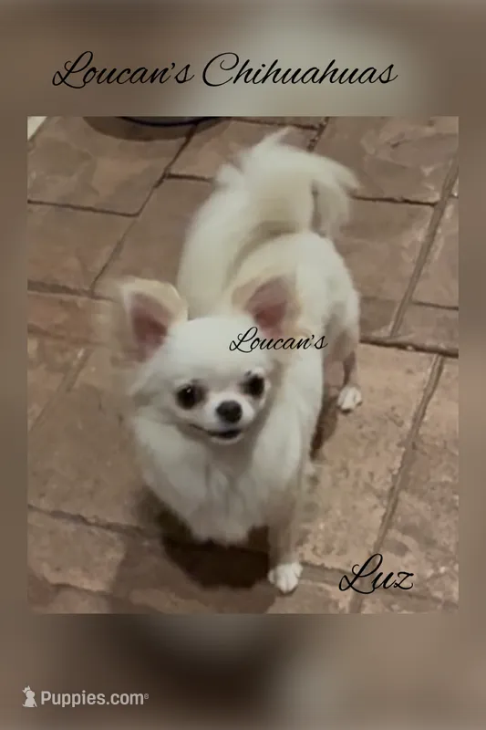 Luz – Chihuahua puppy for sale in Conroe, TX