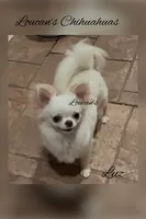 Luz, a female Chihuahua for sale in Conroe, TX – 3 of 5