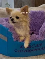 Harizma, a female Chihuahua for sale in Conroe, TX – 2 of 6