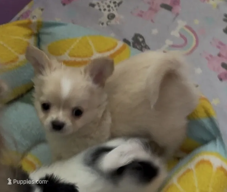 Sunny – Chihuahua puppy for sale in Conroe, TX