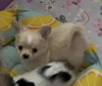 Sunny, a male Chihuahua for sale in Conroe, TX – 1 of 4