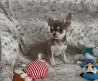 Balboa, a male Chihuahua for sale in Conroe, TX – 3 of 4