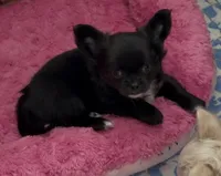 Ozzy, a male Chihuahua for sale in Conroe, TX – 2 of 2