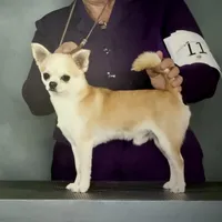 GCH CH BOND, a male Chihuahua for sale in Conroe, TX – Photo 2 of 5