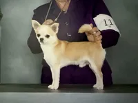 GCH CH BOND, a male Chihuahua for sale in Conroe, TX – Photo 2 of 5