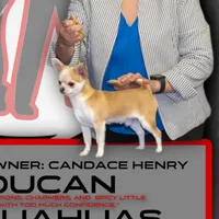 GCH CH BOND, a male Chihuahua for sale in Conroe, TX – Photo 3 of 5