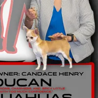GCH CH BOND, a male Chihuahua for sale in Conroe, TX – Photo 3 of 5