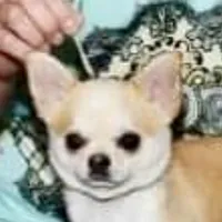 GCH CH BOND, a male Chihuahua for sale in Conroe, TX – Photo 5 of 5