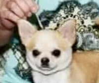 GCH CH BOND, a male Chihuahua for sale in Conroe, TX – Photo 5 of 5