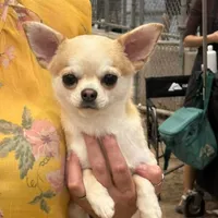 GCH CH BOND, a male Chihuahua for sale in Conroe, TX – Photo 4 of 5