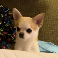 GCH CH BOND, a male Chihuahua for sale in Conroe, TX – Photo 1 of 5