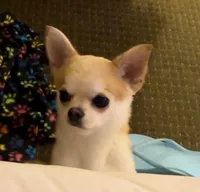 GCH CH BOND, a male Chihuahua for sale in Conroe, TX – Photo 1 of 5