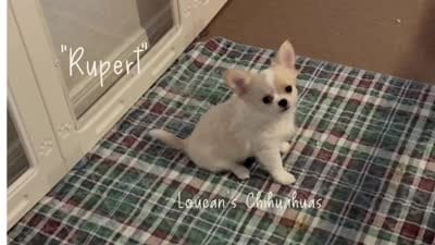 Rupert, a male Chihuahua for sale in Conroe, TX – 7 of 7