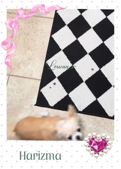 Harizma, a female Chihuahua for sale in Conroe, TX – 6 of 6
