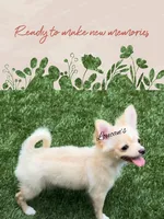 Sunny, a male Chihuahua for sale in Conroe, TX – 5 of 8