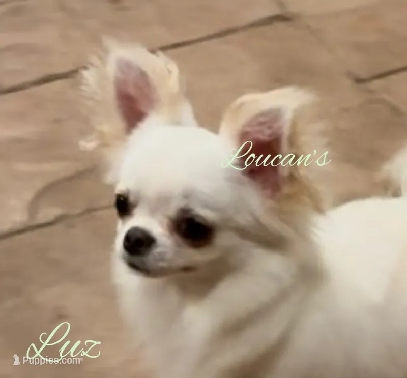 Luz – Chihuahua puppy for sale in Conroe, TX