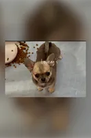 Whisky, a female Chihuahua for sale in Conroe, TX – 2 of 4
