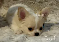 Rupert, a male Chihuahua for sale in Conroe, TX – 5 of 7