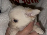 Zuli , a female Chihuahua for sale in Conroe, TX – Photo 2 of 5