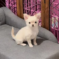 Zuli , a female Chihuahua for sale in Conroe, TX – Photo 6 of 9