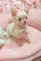 Zuli , a female Chihuahua for sale in Conroe, TX – Photo 4 of 9