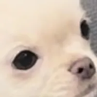 Zuli , a female Chihuahua for sale in Conroe, TX – Photo 9 of 9