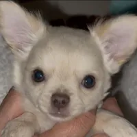 Zuli , a female Chihuahua for sale in Conroe, TX – Photo 7 of 9