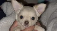 Zuli , a female Chihuahua for sale in Conroe, TX – Photo 1 of 5