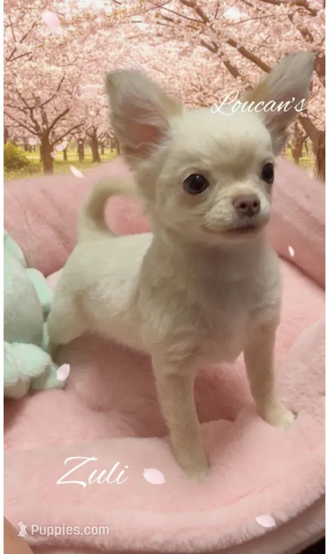Zuli  – Chihuahua puppy for sale in Conroe, TX