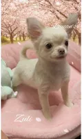Zuli , a female Chihuahua for sale in Conroe, TX – Photo 1 of 9